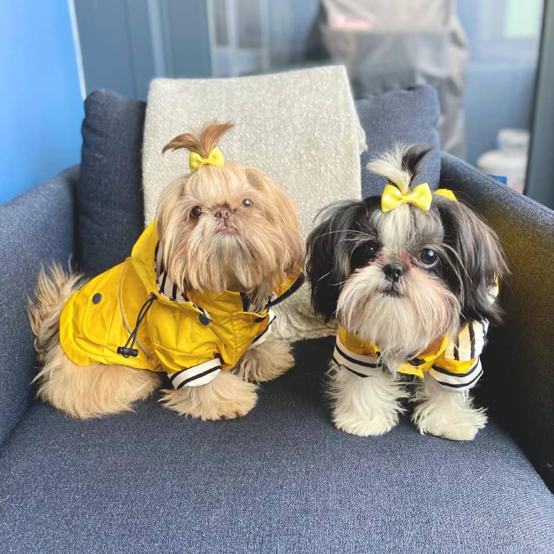 Tinker the Shih Tzu puppy